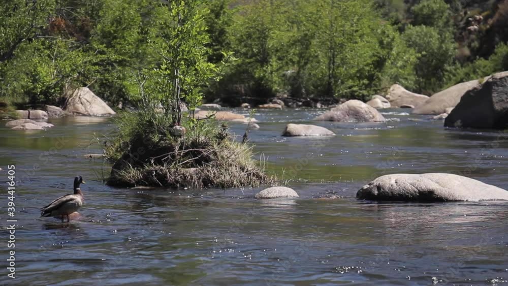 Duck Swims Along Kern River California on Beautiful Sunny Day Duck Swims Along Kern River California on Beautiful Sunny Day