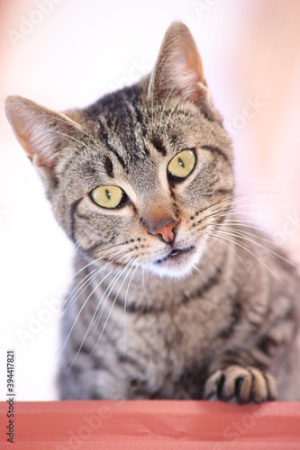 portrait of a cat © Emanuela