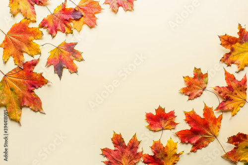 Bright autumn leaves on color background