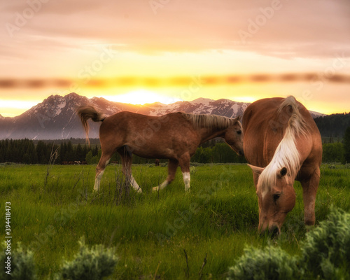 beautiful peaceful horses in the meadow at sunset