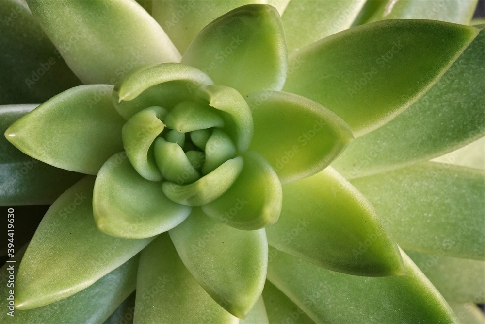 succulents or cactus succulents in garden, geometric pattern succulents or cactus succulents in garden, geometric pattern