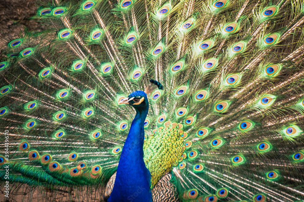 Naklejka premium Indian Peacock dancing, focused on beautiful feathers