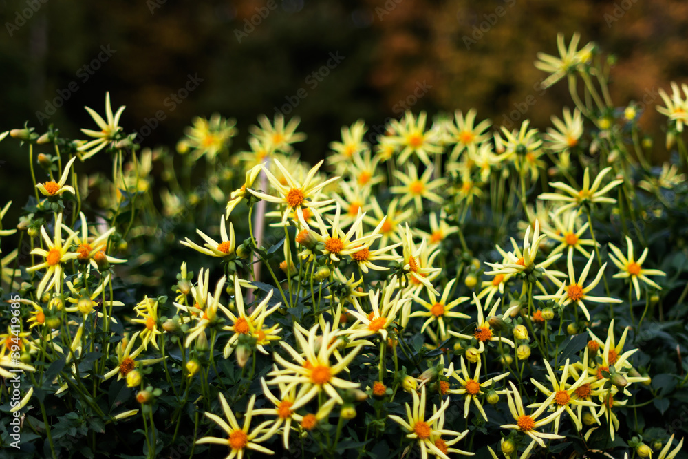 Fototapeta premium Dahlia flowers “Rufle yellow” growing outdoors in sunny day in autumn time, beautiful floral background