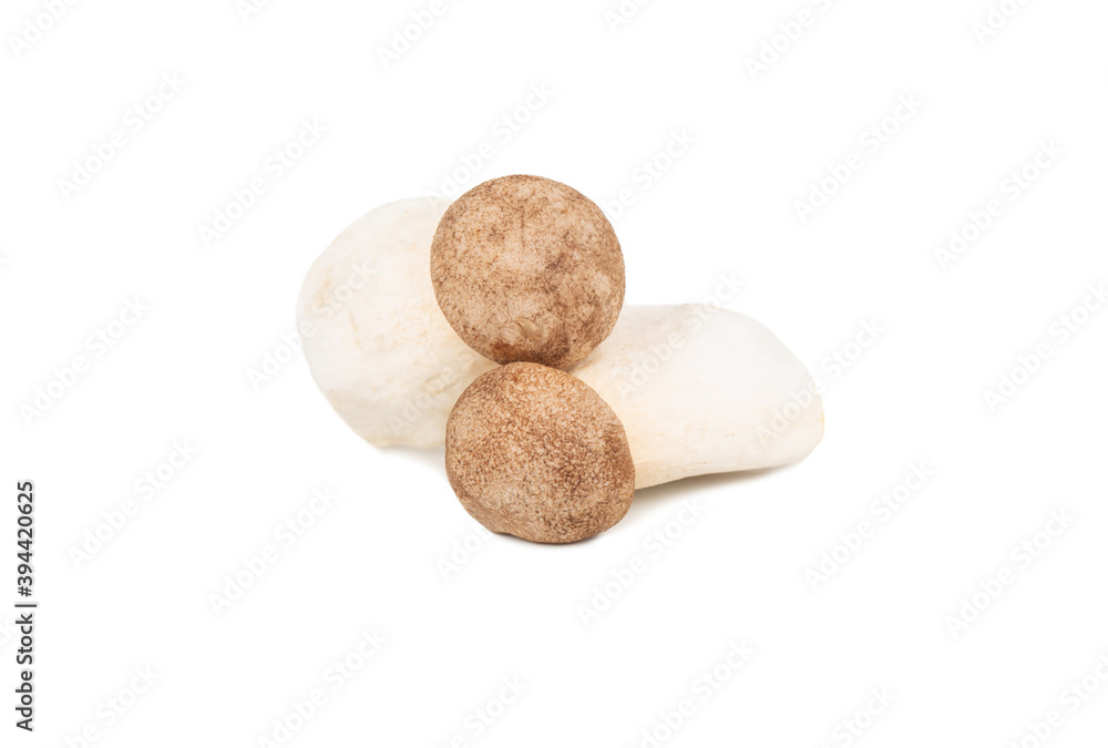 Two eringi mushrooms Two eringi mushrooms