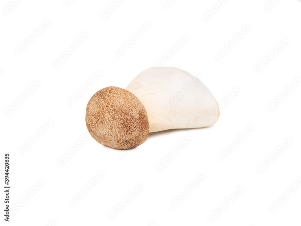Mushroom eringi isolated Mushroom eringi isolated