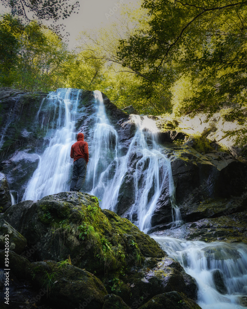 Fototapeta premium waterfall in the forest