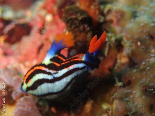 Brightly coloured nudibranch