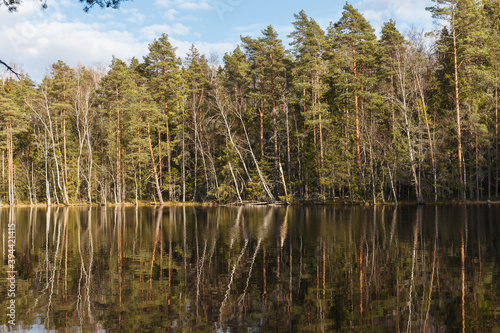 Autumn forest reflected in the water. Pines, birch trees.