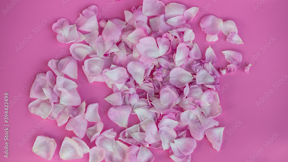 Rose petals lie on a pink background.