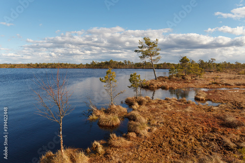 Swamp Kakerdaja in Estonia at the autumn. Marshland is equipped by woodens walking pathes.