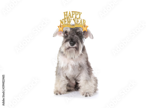 Funny new year dog wearing text hat. Schnauzer dog having fun celebrating New Year's Eve. 