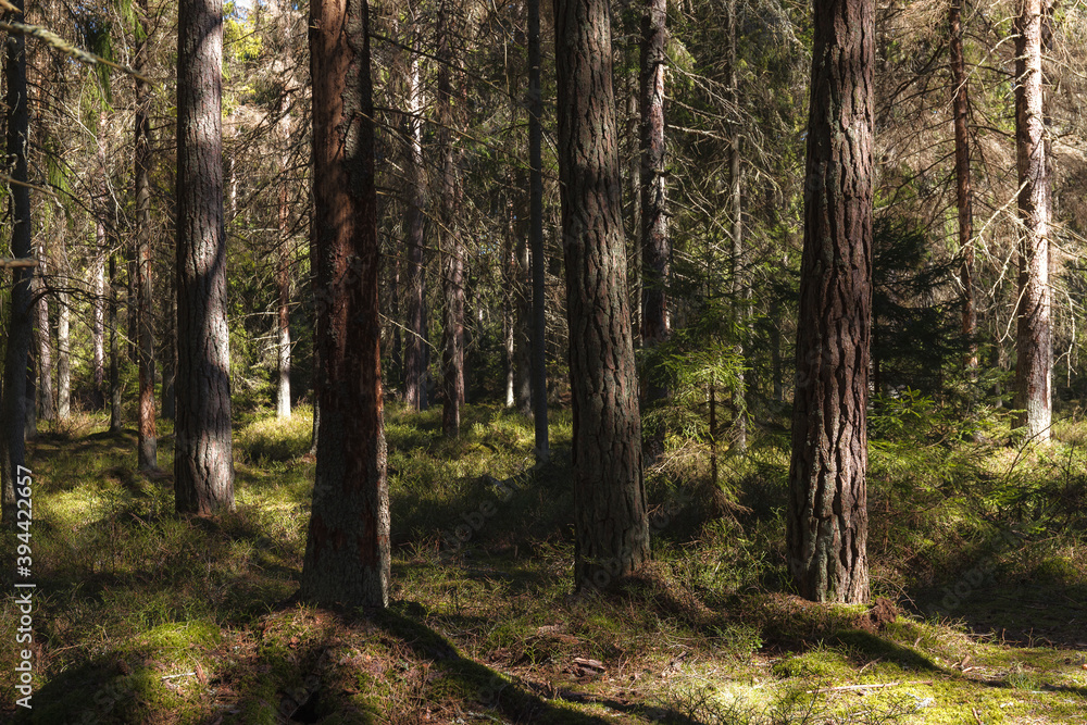 Naklejka premium Pine forest environment lit by sun rays. Play of light, shadows and green color.