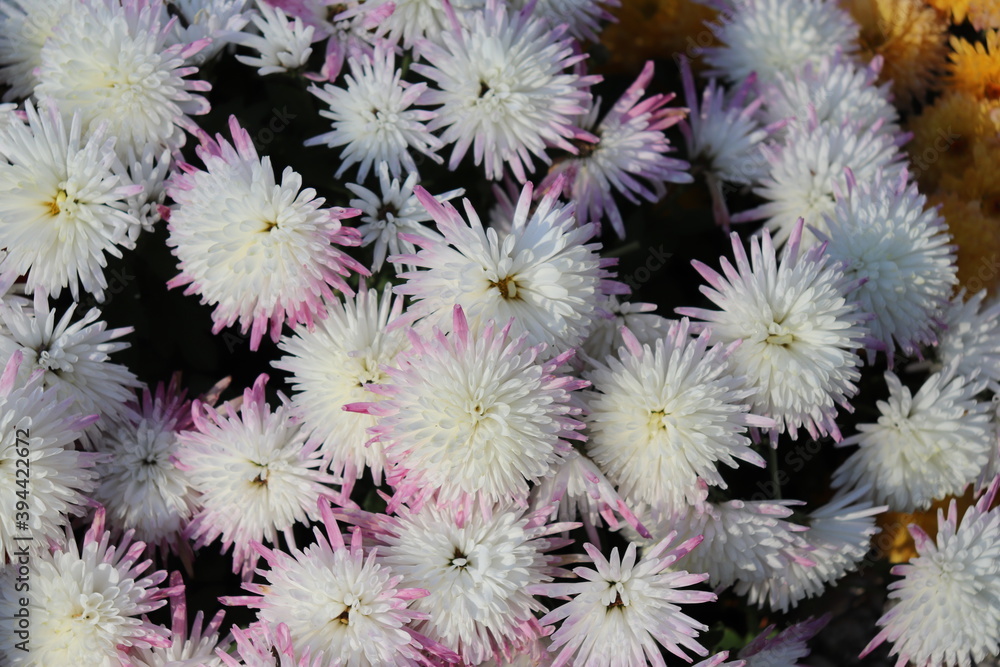 Fleurs de chrysanthèmes, ville de Corbas, département du Rhône, France