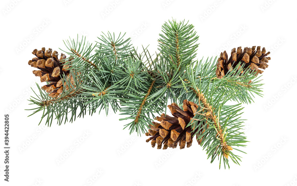 Pinecone isolated on white background with clipping path Pinecone isolated on white background with clipping path