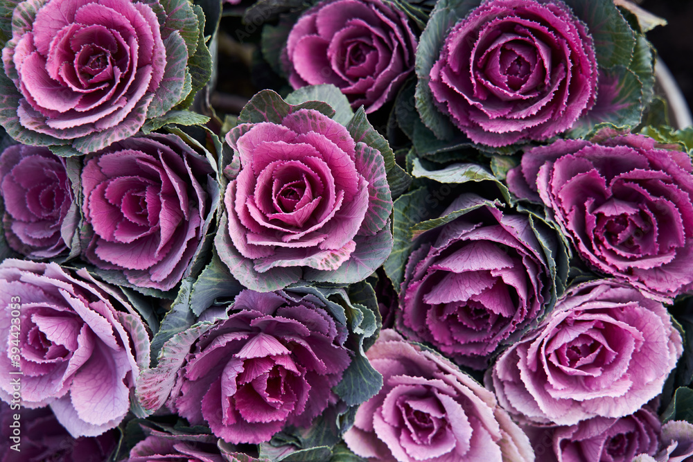 Top view of the lot of decorative cabbage flowers Top view of the lot of decorative cabbage flowers