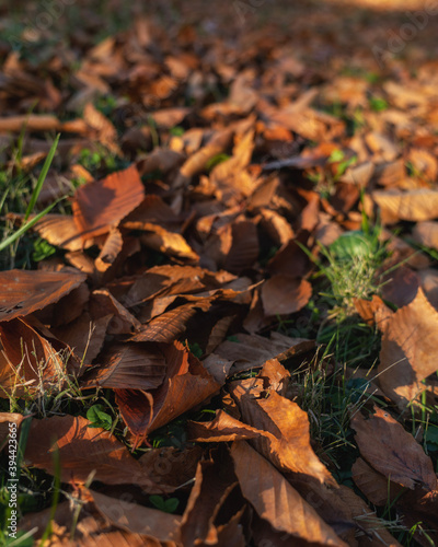 fallen autumn leaves fall yellow red colors