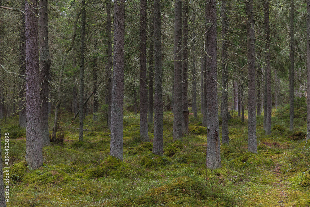 Pine forest on the former swampland, wilderness with walking pathes. Pine forest on the former swampland, wilderness with walking pathes.