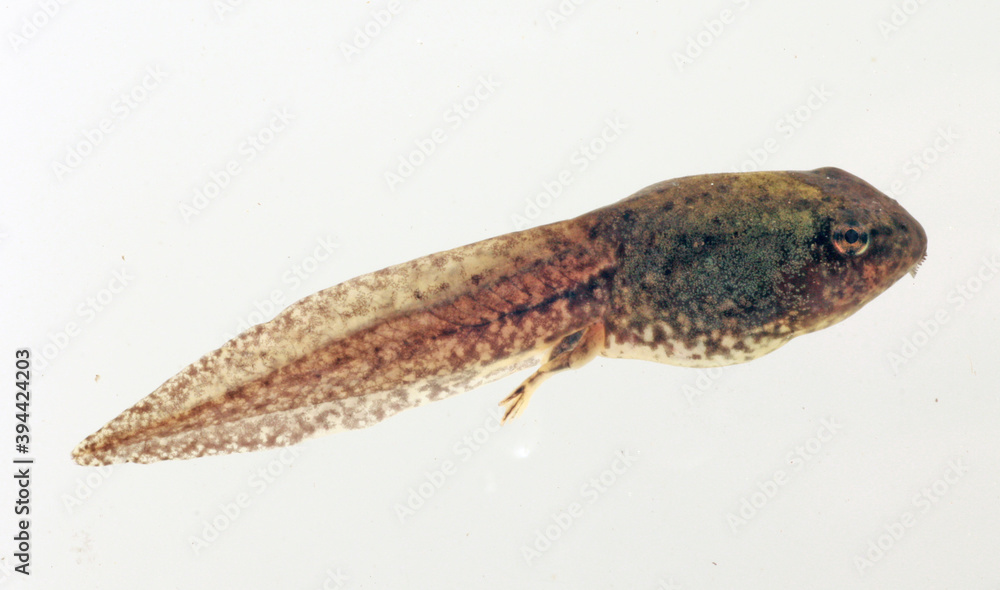 Lateral (side) view of a Green Frog tadpole on a white background. Lateral (side) view of a Green Frog tadpole on a white background.