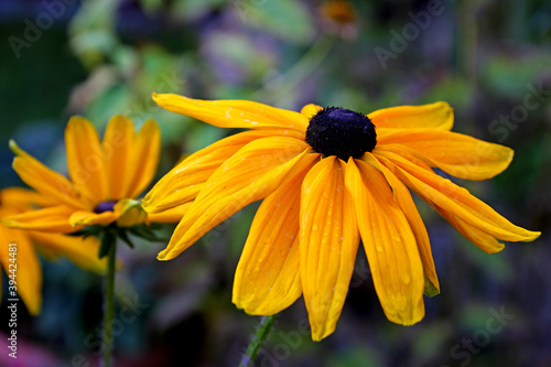 sonnenhut rubeckia photo