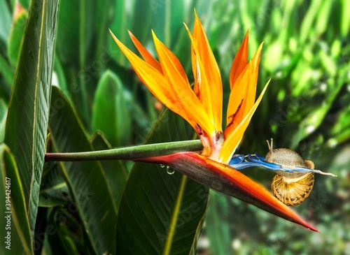 Snail sitting on a beautiful flower strelitzia "Bird of Paradise Plant" 