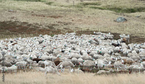 FLOCK OF SHEEPS © Jack Metthey