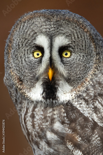 The great grey owl or great gray owl (Strix nebulosa) is a very large owl, documented as the world's largest species of owl by length. © Milan