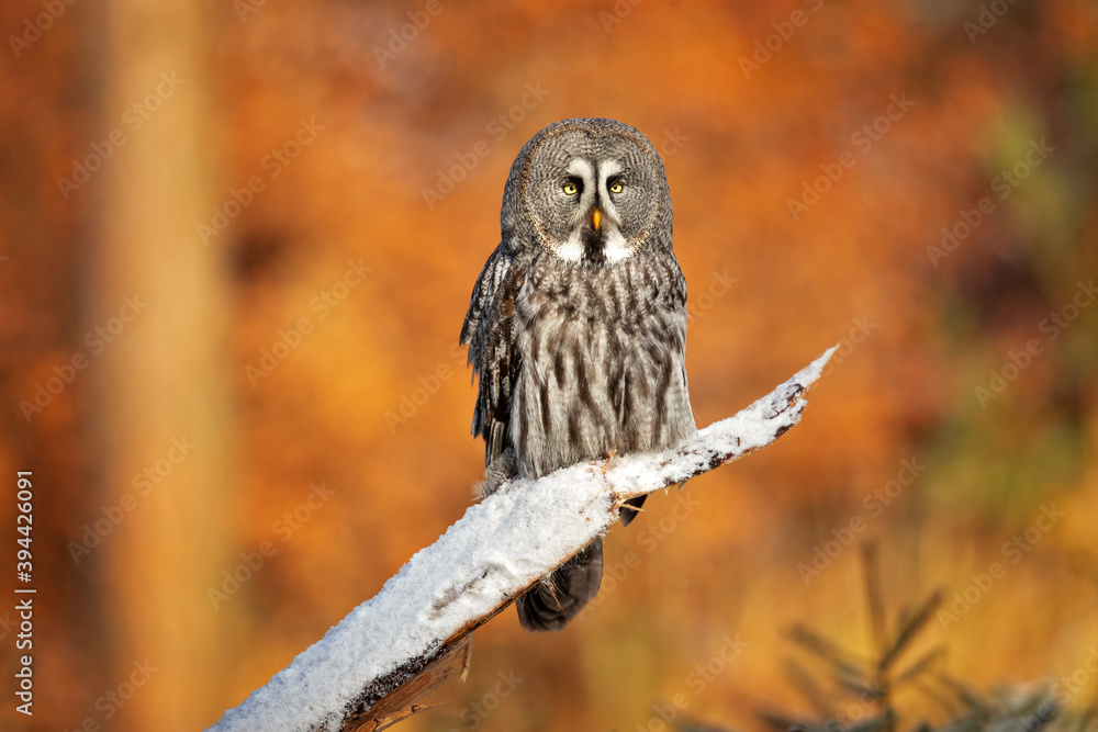 Fototapeta premium The great grey owl or great gray owl (Strix nebulosa) is a very large owl, documented as the world's largest species of owl by length.