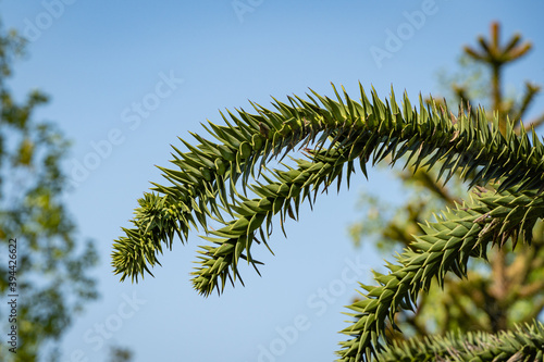 Araucaria araucana, monkey puzzle tree, monkey tail tree or Chilean pine. Close-up. Pine tree with large thorny leaves against blue sky. Selective focus. City Park "Krasnodar" or Galitsky Park.