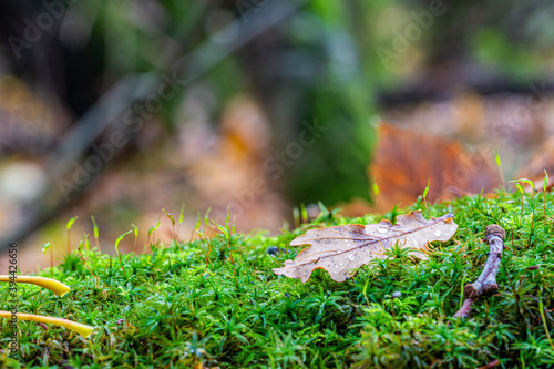 A mighty oak leaf with water droplets on a bed of moist green moss in and autumnal english woodland