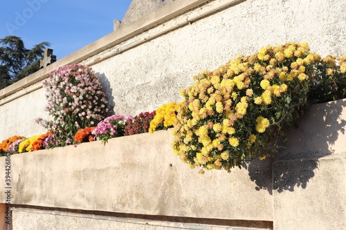 Chrysanthèmes multicolores dans un bac à fleurs en béton, ville de Corbas, département du Rhône, France photo