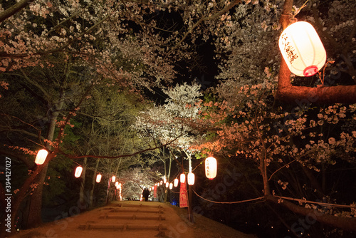 Night bloom Matsumoto