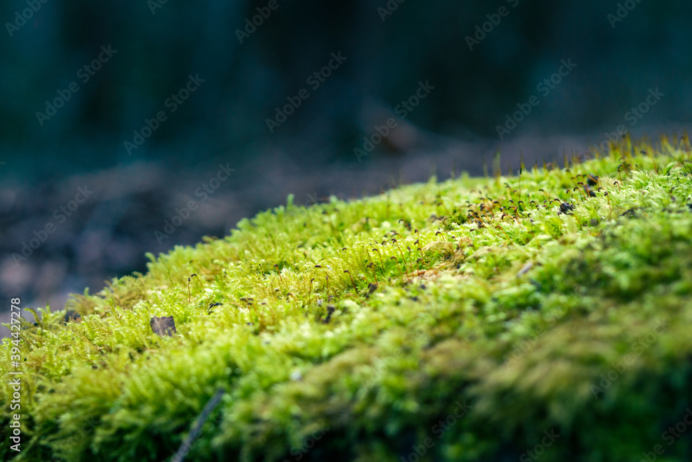 A close up macro photo of a bed of illuminated wet moss against the dark woodland background A close up macro photo of a bed of illuminated wet moss against the dark woodland background