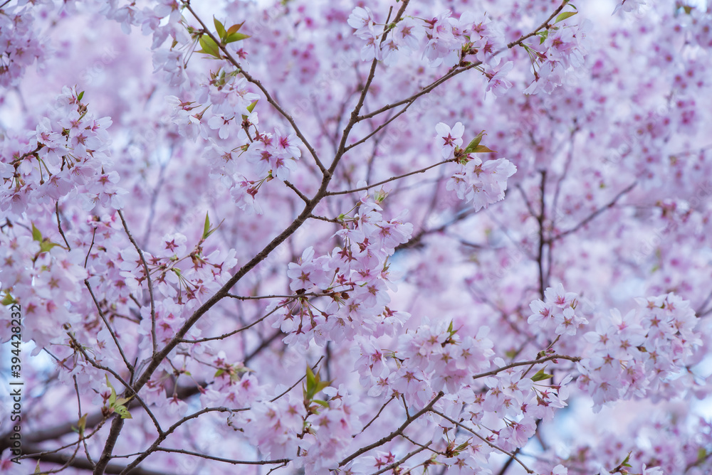 Full of bloom on Japanese Sakura Full of bloom on Japanese Sakura