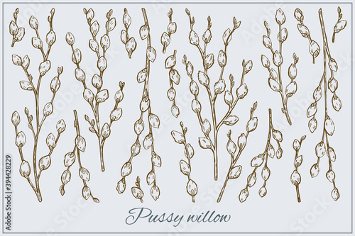 Pussy willow set. Graphic doodle hand drawn sketch style. Botanical illustration for packaging, menu cards, posters, prints. 