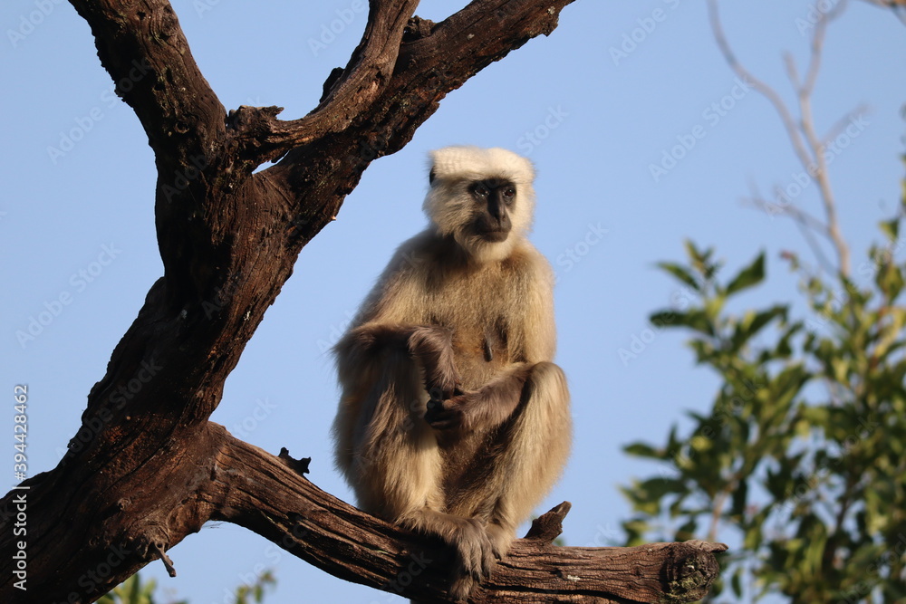 Obraz premium black and white lemur