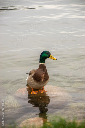 Photo of a beautiful male duck standing on a rock alone.