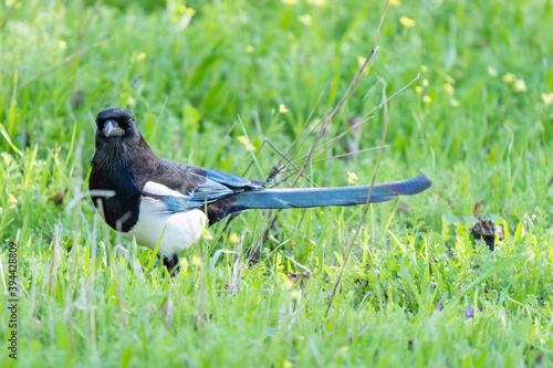 Quadro su tela The Eurasian Magpie, Common Magpie or Pica pica bird with colorful background