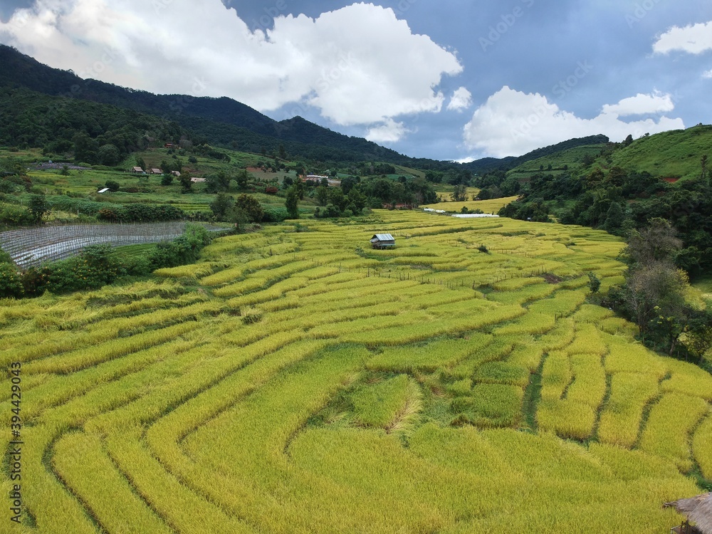  The bird eye view of rice terrace at Chom Thong District in  Chiang Mai  , thailand