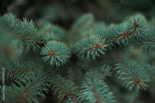 Spruce branches, Christmas tree, spruce branches close-up