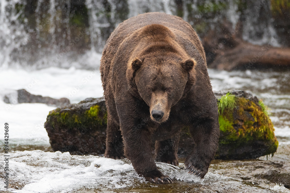Fototapeta premium Wild Alaskan Grizzy Bear in water