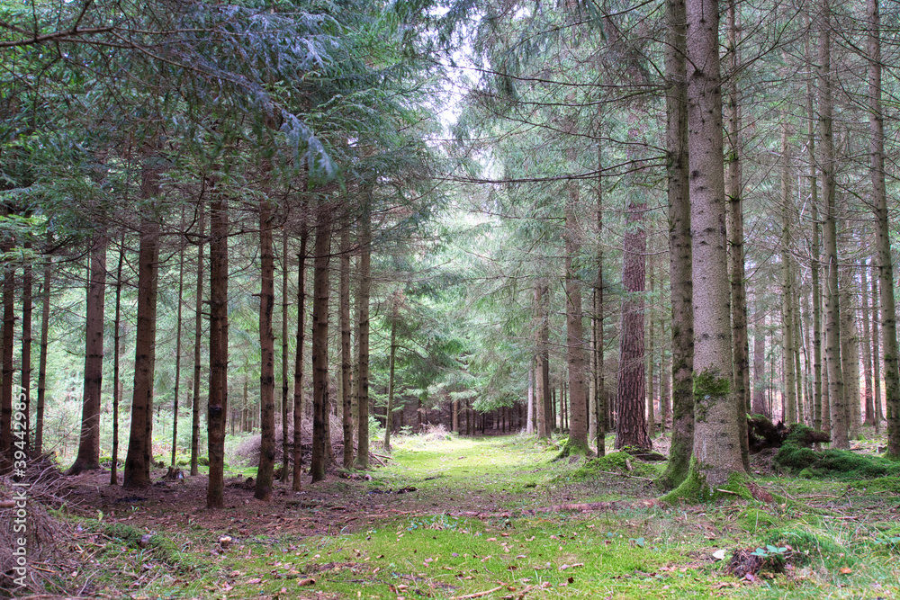 Obraz premium footpath in the woods