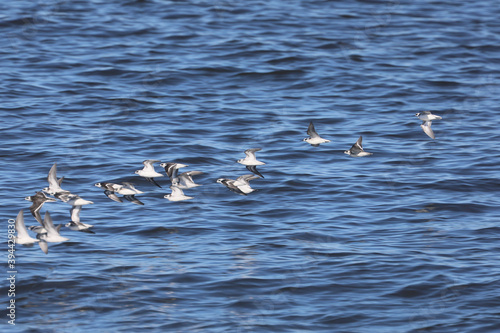Slika na platnu Bonaparte's Gull at Moss Landing Harbor, California