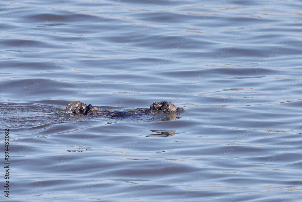 Fototapeta premium otter river harbor moss landing California