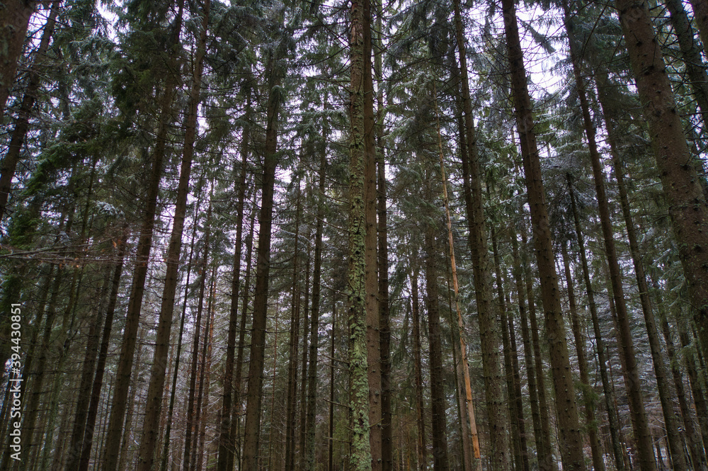 Sonnenstrahlen scheinen durch die Bäume im Wald, Winter und Schnee, geheimnisvoll und mystische Stimmung