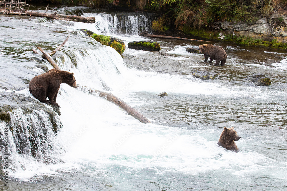 Fototapeta premium Wild Alaskan Grizzy Bear at Brooks Falls in Katmai, Alaska
