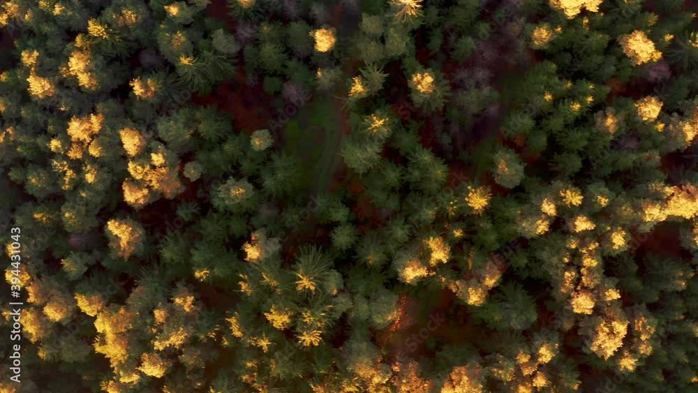 Aerial view of forest during calm autumn sunset. Top view of alpine woods in Styria, Austria. Aerial view of forest during calm autumn sunset. Top view of alpine woods in Styria, Austria.