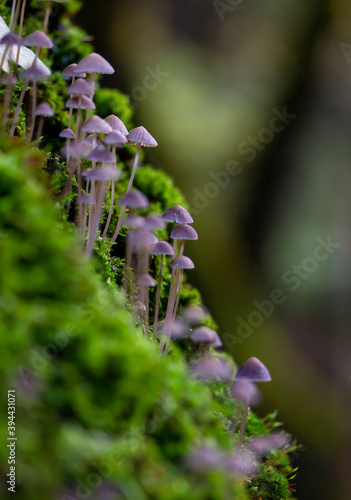 Tiny forest of poisonous brown mushrooms in moss with blurry background. Moody, fairy-tale like macro of toxic fungi