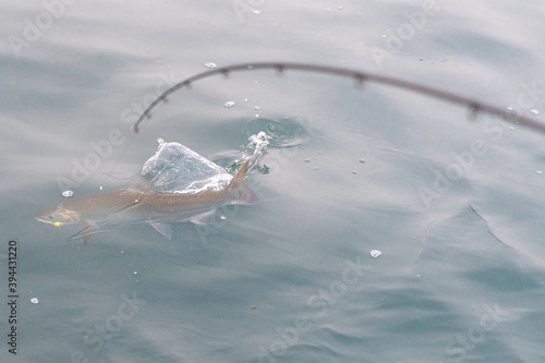 Fresh silver salmon caught in Alaska river