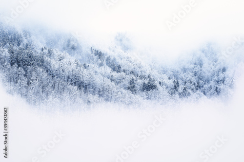 snow covered pine tree forest with fog © Pixsas