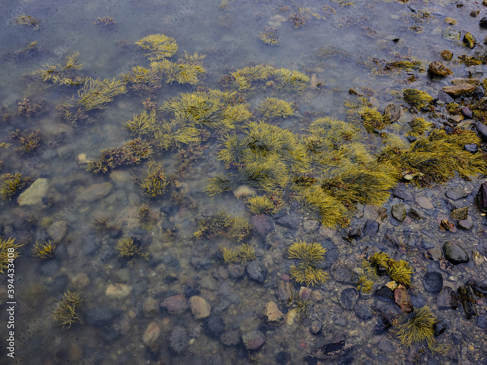 Rain drops on the rocky and shallow kelp covered shallows of a maine coast